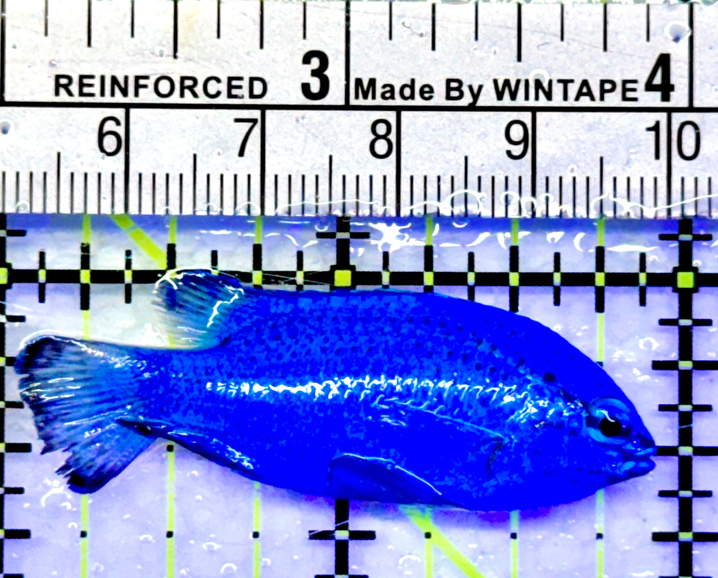 Blue Damselfish BD071401 WYSIWYG Size: 2"