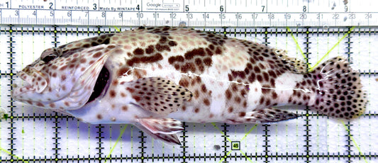 Multi Color Spotted Grouper/ Honeycomb Grouper MSG092101 WYSIWYG Size: XXXL 8.5" approx