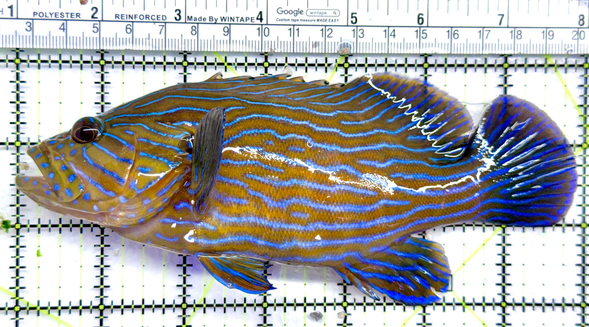 Blueline Grouper BG092101 WYSIWYG Size: XXL / SHOW 7" approx