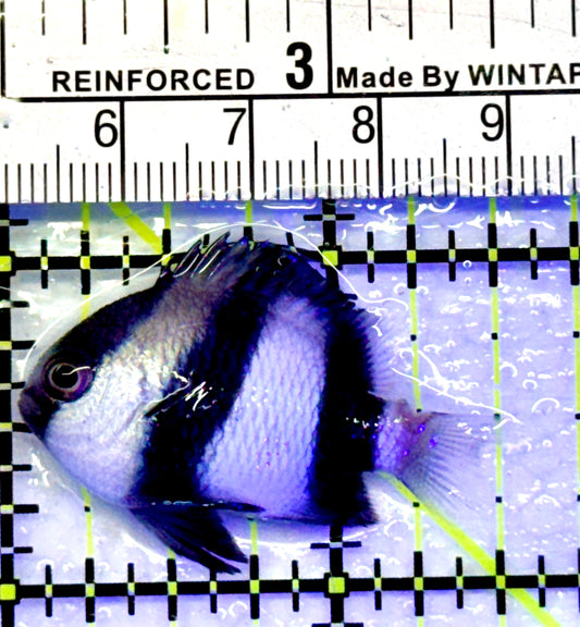 Three Stripe Damselfish TSD071401 WYSIWYG Size: 1.5"