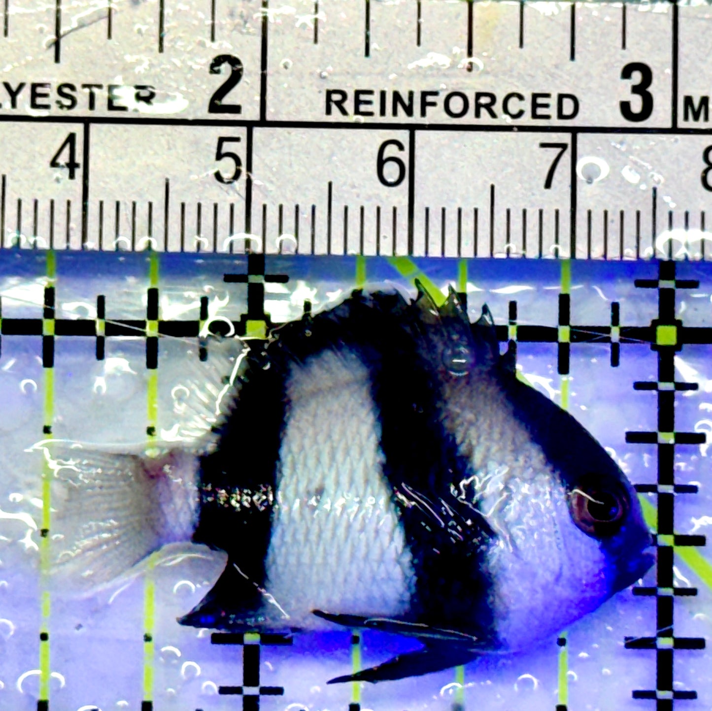 Three Stripe Damselfish TSD071401 WYSIWYG Size: 1.5"