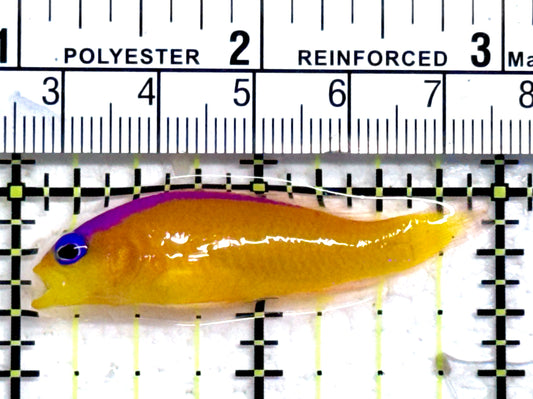 Diadem Dottyback DD092101 WYSIWYG Size: 2" approx