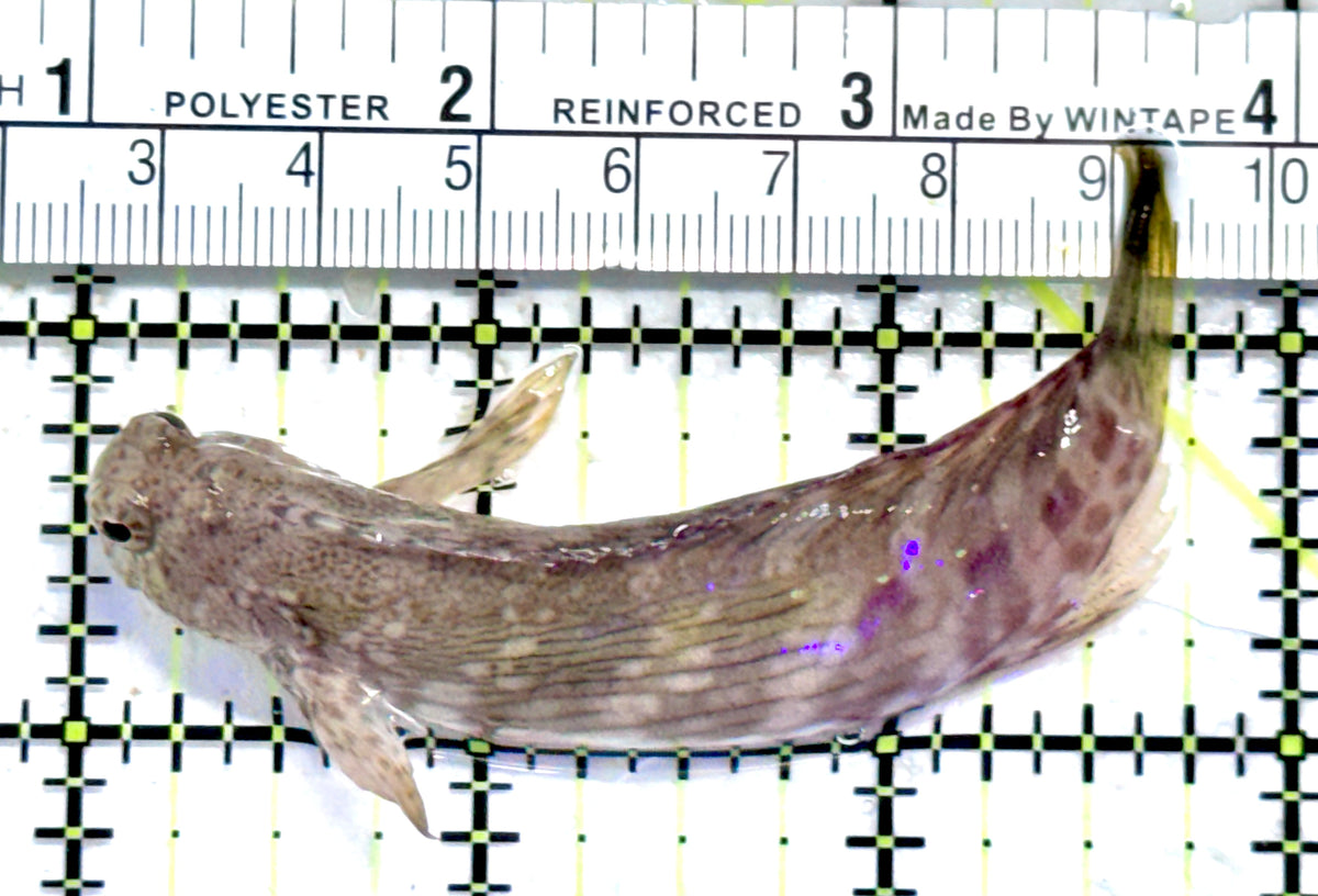 Lawnmower Blenny LB092101 WYSIWYG Size: XXXL/ SHOW 3.25" approx