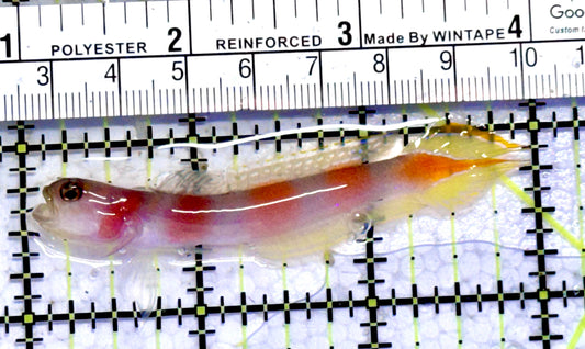 Pinkbar Aurora Flagtail Goby PAFG092101 WYSIWYG Size: L 3" approx