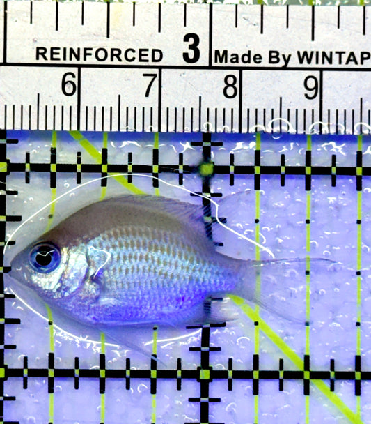 Green Chromis Fish GC071401 WYSIWYG Size: S 1.5"