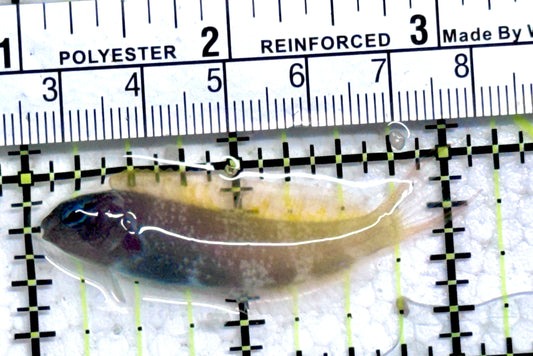 Forktail Blenny FB092101 WYSIWYG Size: 2" approx