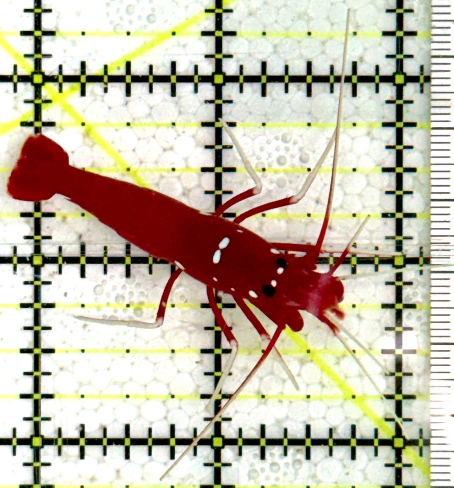 Fire Shrimp FS091603 WYSIWYG Size: XL 2"