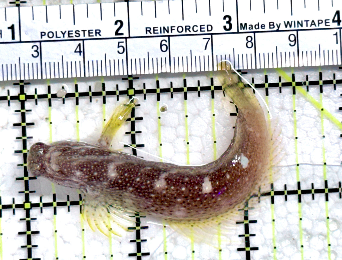 Starry Blenny SB092102 WYSIWYG Size: L 3.25" approx