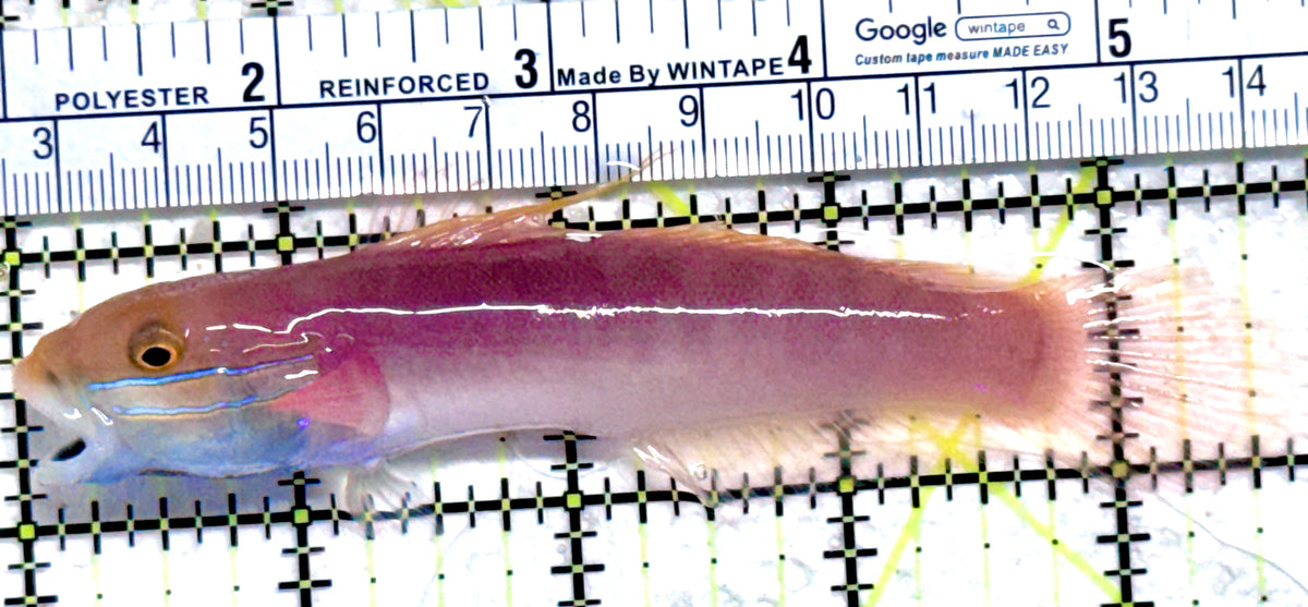 Bella Rose Sand Shifting Goby BRSSG092101 WYSIWYG Size: XL 4.5" approx