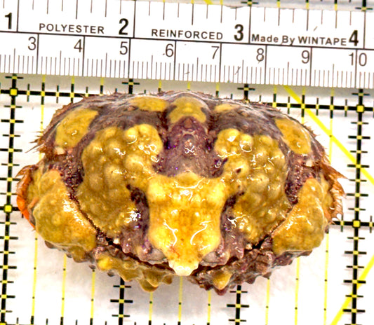 Pink and Yellow Warty Shame Face Crab (Species unknown) PYWC092101 WYSIWYG Size: 3" approx