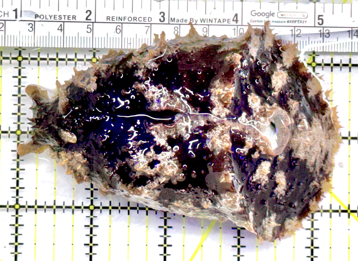 Sea Hare SH092101 WYSIWYG Size : L 4.25" approx