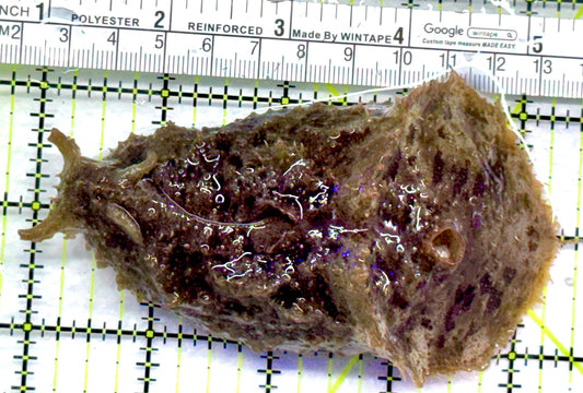 Sea Hare SH092102 WYSIWYG Size : L 4.25" approx