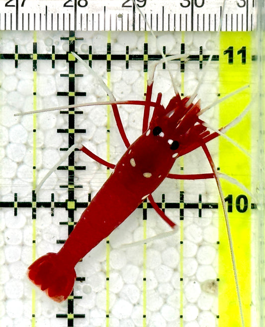 Fire Shrimp FS091604 WYSIWYG Size: XL 1.75"
