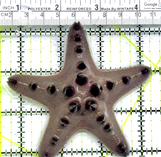 Chocolate Chip Starfish CCS092101 WYSIWYG Size: 3.5" approx
