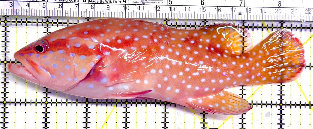 Miniatus Grouper MG092101 WYSIWYG Size: XXL 7.5" approx