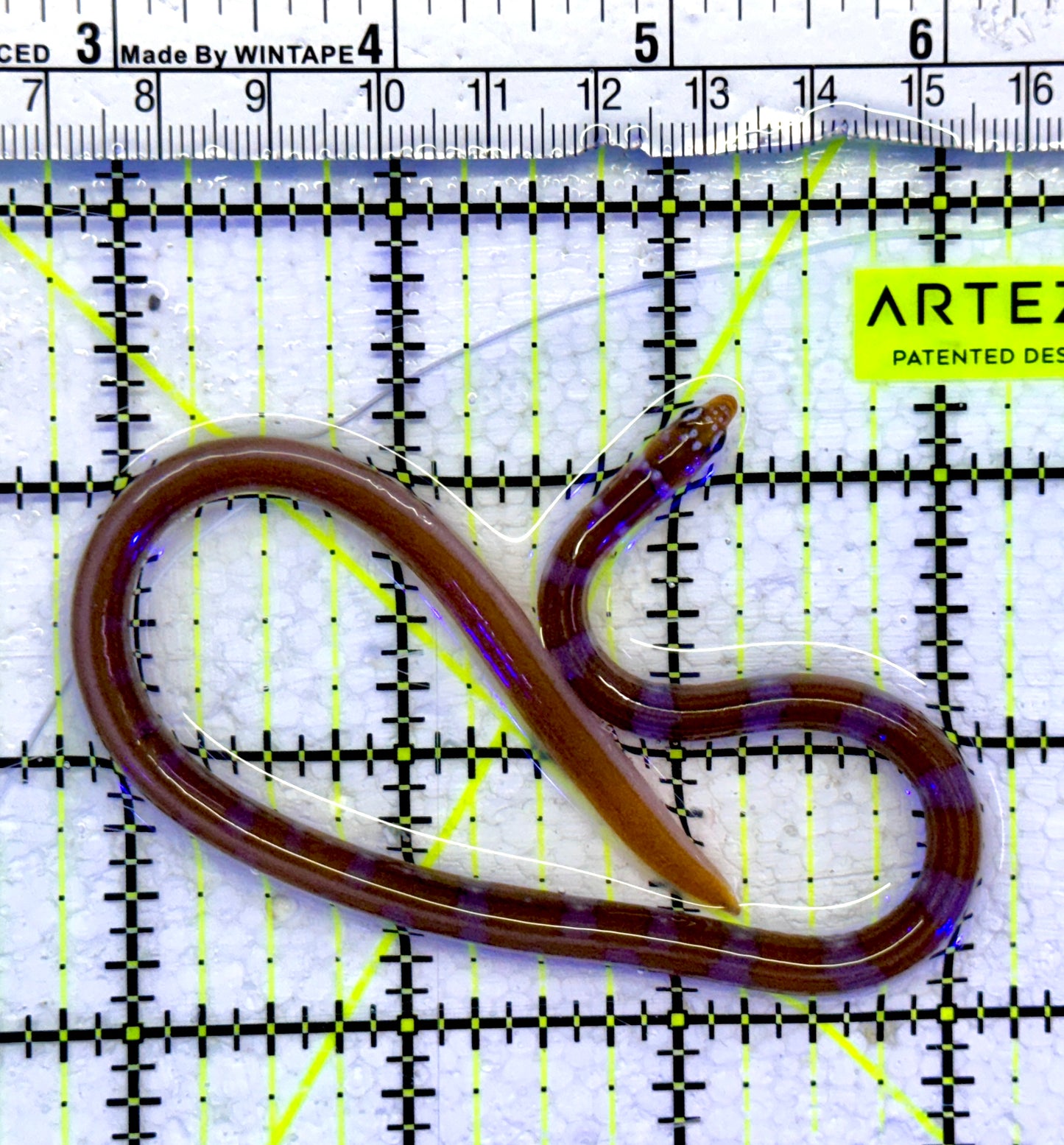 Splendid Orange Banded Garden Eel SBE071501 WYSIWYG Size: 10"