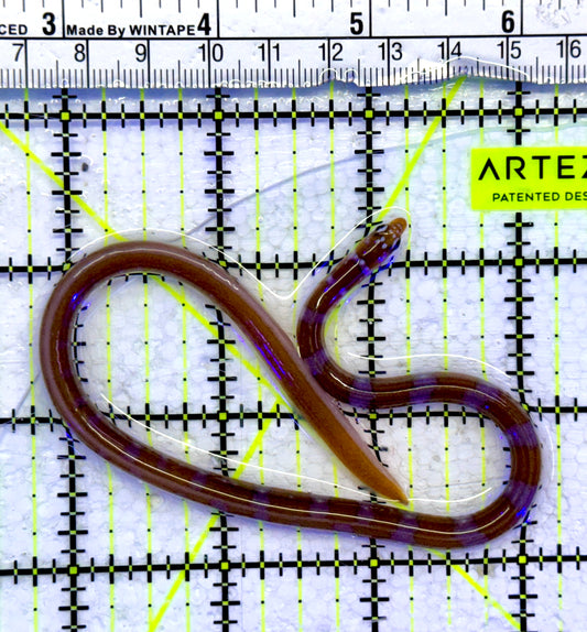 Splendid Orange Banded Garden Eel SBE071501 WYSIWYG Size: 10"