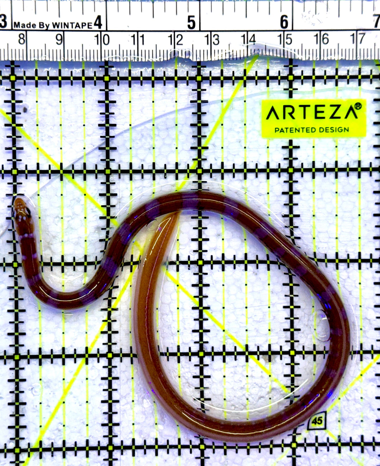 Splendid Orange Banded Garden Eel SBE071501 WYSIWYG Size: 10"