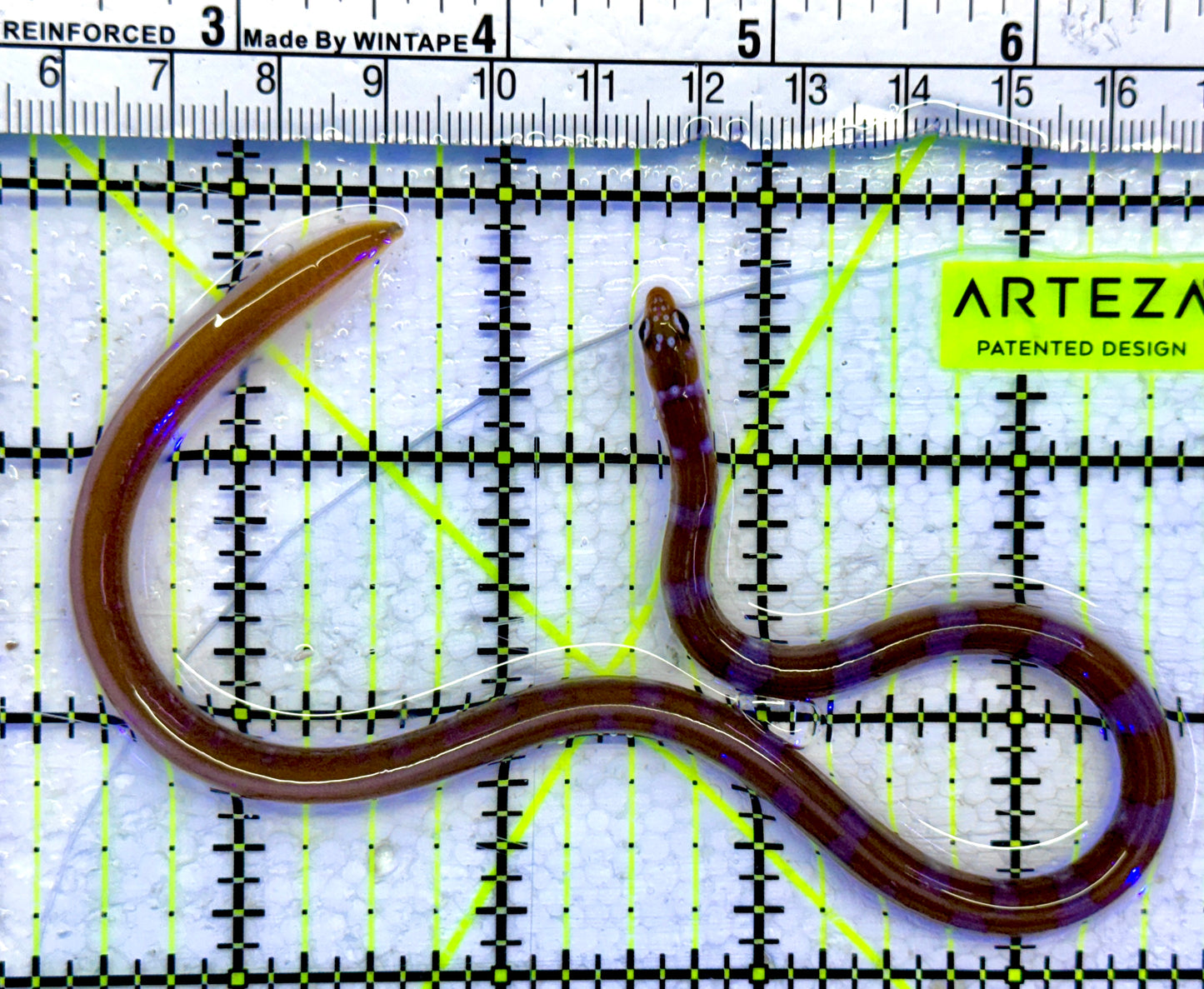 Splendid Orange Banded Garden Eel SBE071502 WYSIWYG Size: 10.5"