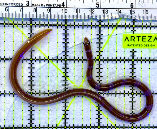 Splendid Orange Banded Garden Eel SBE071502 WYSIWYG Size: 10.5"
