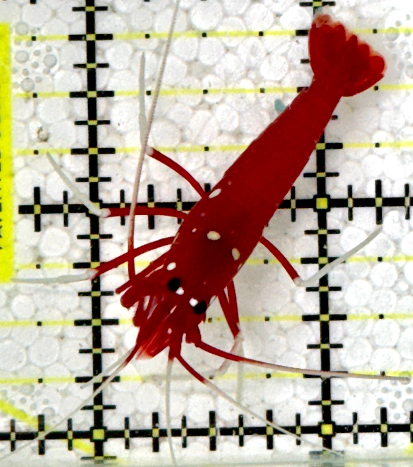 Fire Shrimp FS091605 WYSIWYG Size: L 1.5"