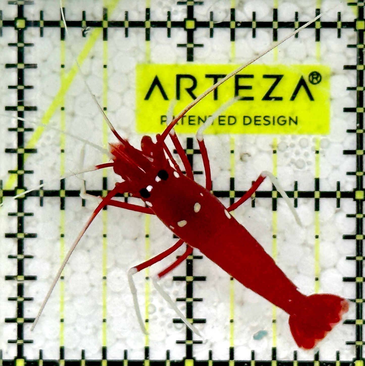 Fire Shrimp FS091605 WYSIWYG Size: L 1.5"