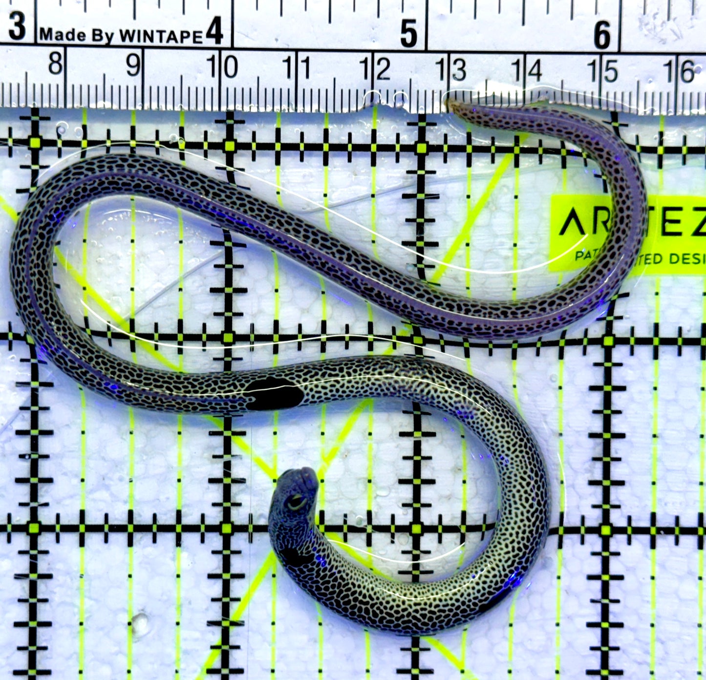 Spotted Garden Eel SGE071501 WYSIWYG Size: 11"