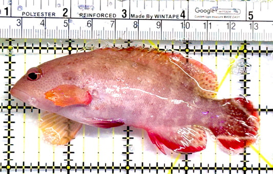 Red V-Tail Grouper RVTG092101 WYSIWYG Size: L 4.25" approx