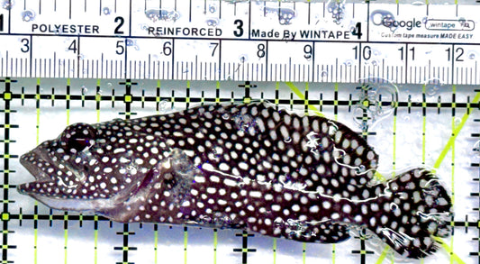 White Spotted Grouper WSG092101 WYSIWYG Size: 3.75" approx