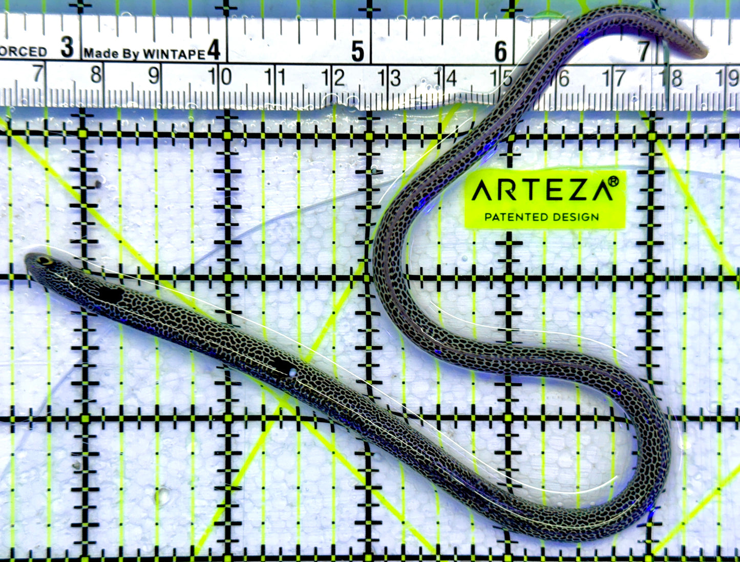 Spotted Garden Eel SGE071502 WYSIWYG Size: 10"