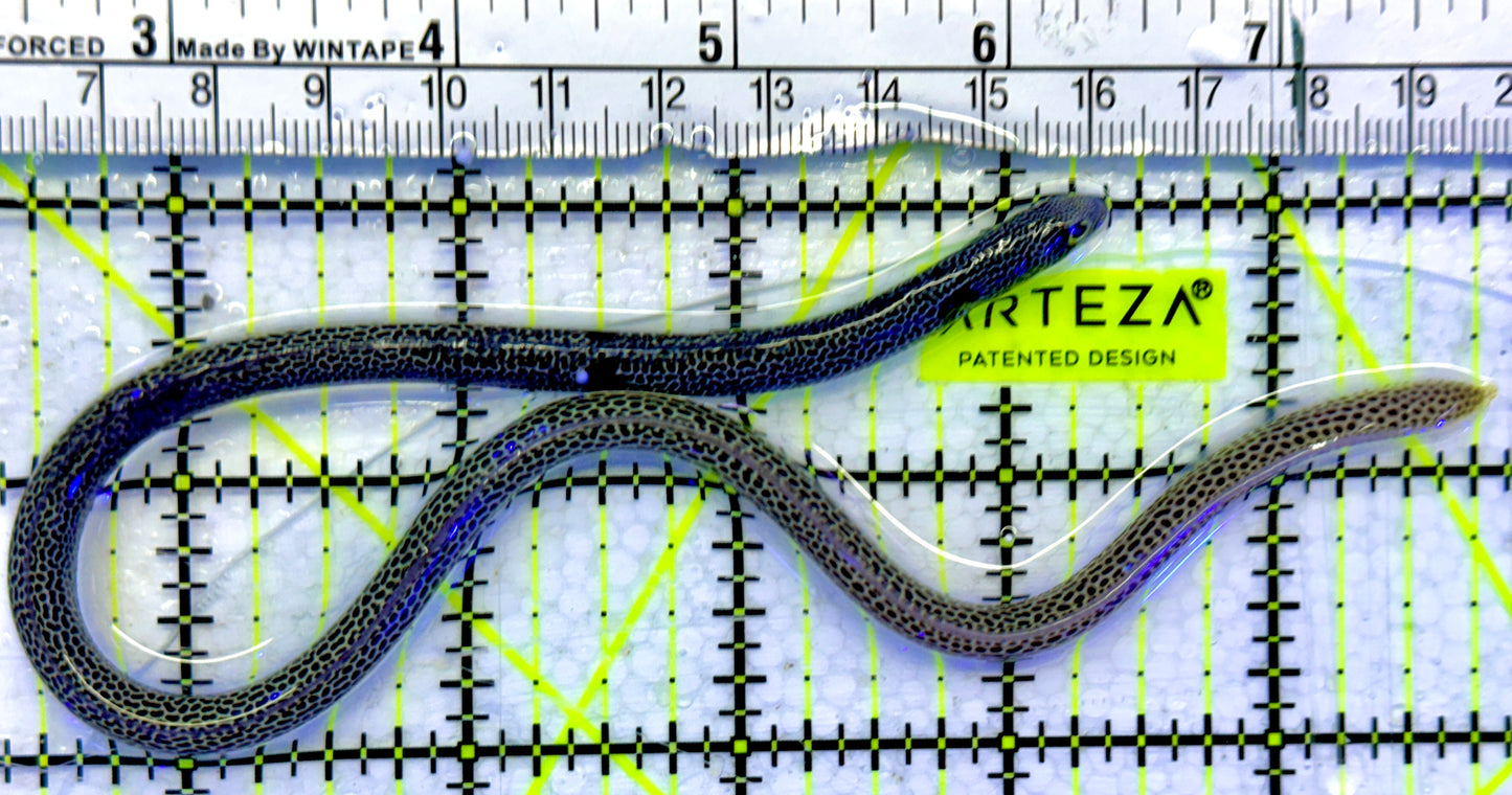 Spotted Garden Eel SGE071502 WYSIWYG Size: 10"