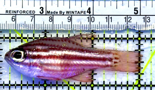 Ochre Striped Blue Eye Cardinal OBC071501 WYSIWYG Size: 3"