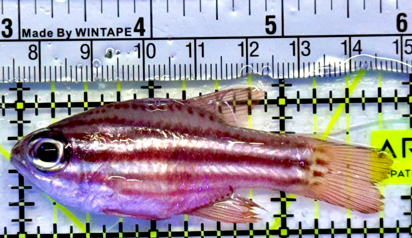 Ochre Striped Blue Eye Cardinal OBC071502 WYSIWYG Size: 3"