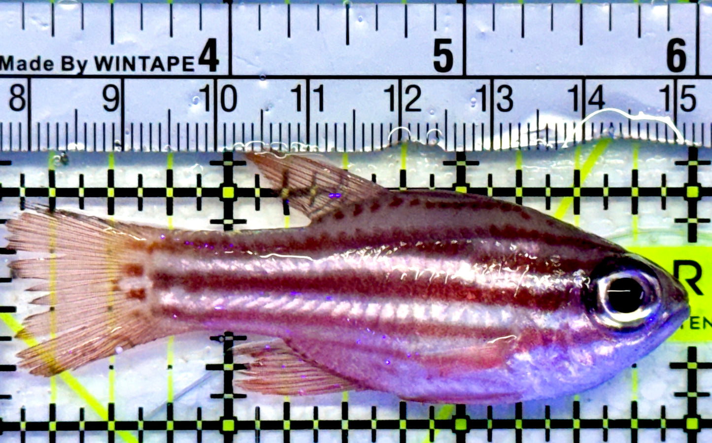 Ochre Striped Blue Eye Cardinal OBC071502 WYSIWYG Size: 3"