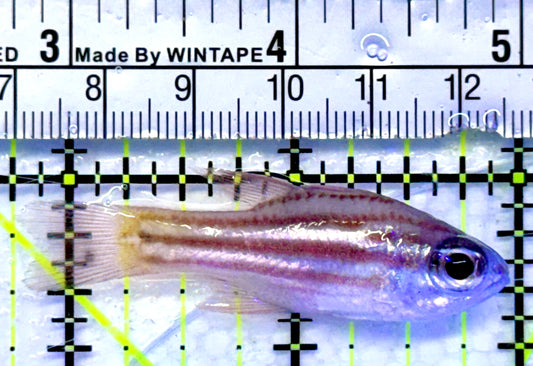 Ochre Striped Blue Eye Cardinal OBC071503 WYSIWYG Size: 2.25"