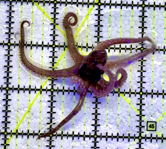 Prickly/Algae Octopus PO071501 WYSIWYG Size: M 4"