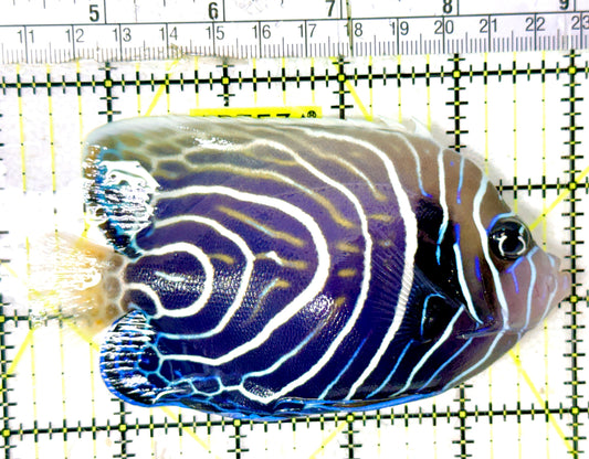 Emperor Angelfish Juvenile/ (May be Transition) EAJ070401 WYSIWYG Size: XL 4.75" approx