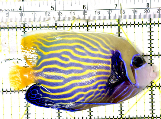 Emperor Angelfish Adult EAA070401 WYSIWYG Size: ML 4.75" approx