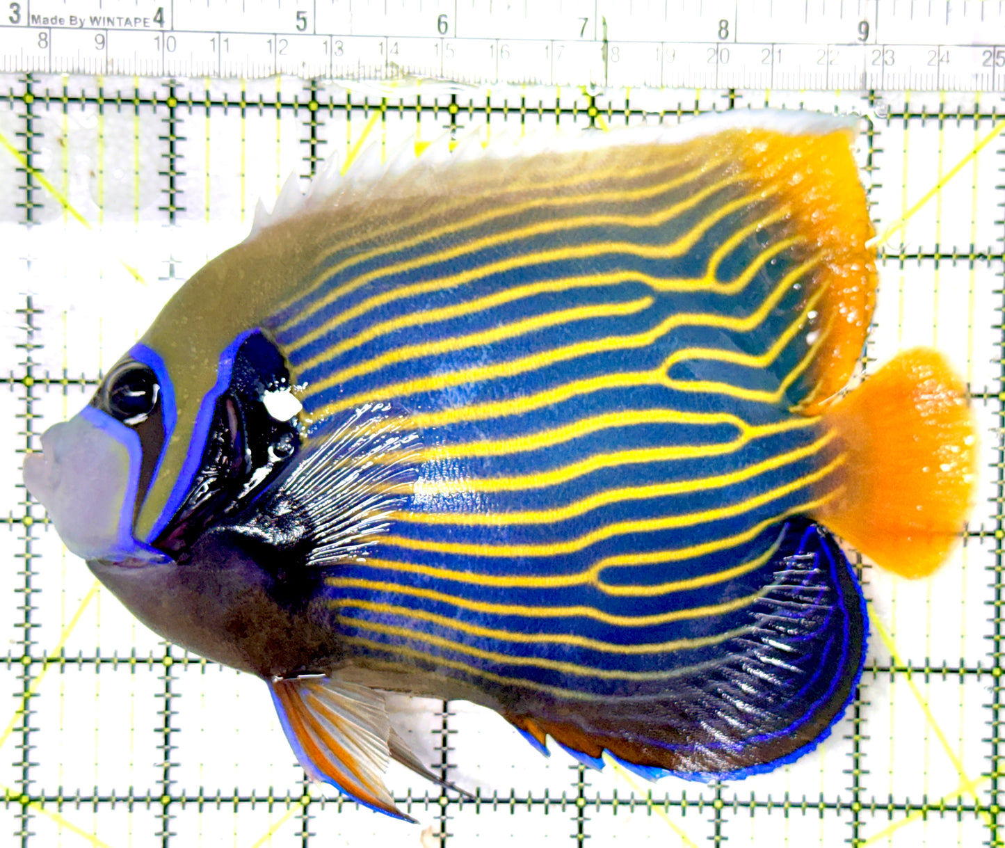 Emperor Angelfish Adult EAA070501 WYSIWYG Size: XL 6.75" approx