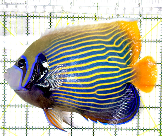 Emperor Angelfish Adult EAA070501 WYSIWYG Size: XL 6.75" approx