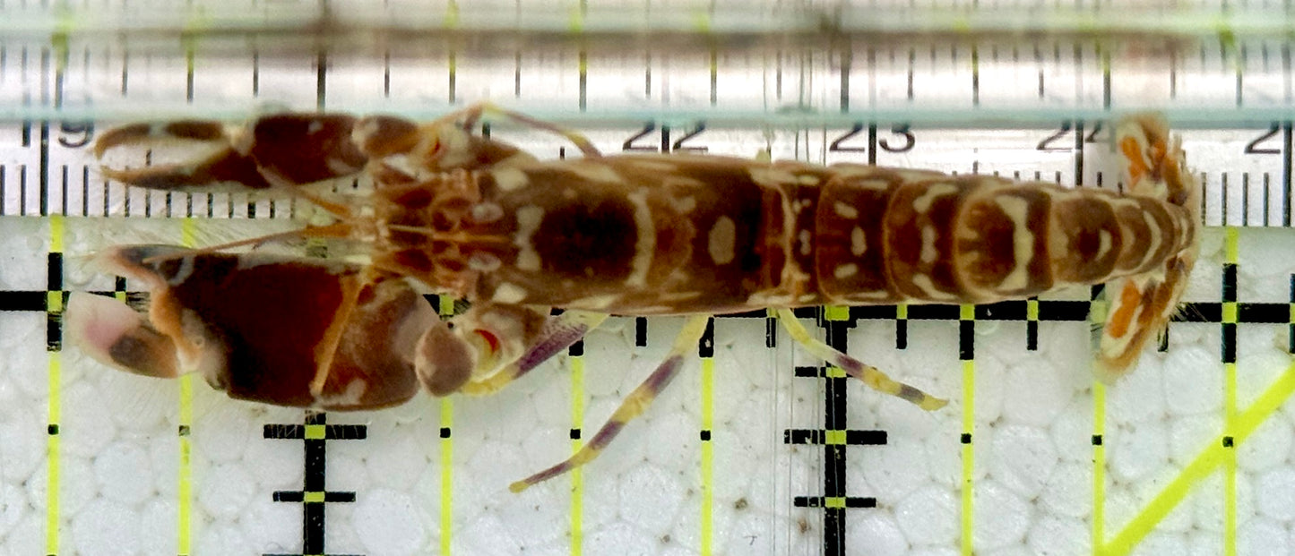 Tiger Pistol Shrimp TPS091601 WYSIWYG Size: 2.25"