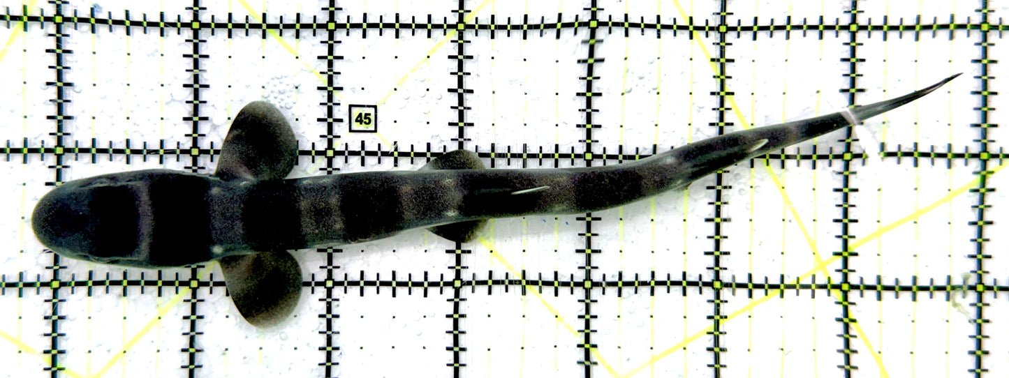 Baby White Spotted Cat Shark BWSCS070401 WYSIWYG Size: S 7" approx