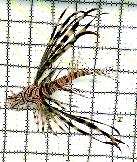 Black Volitan Lionfish BVL070401 WYSIWYG Size: L 5.5" approx