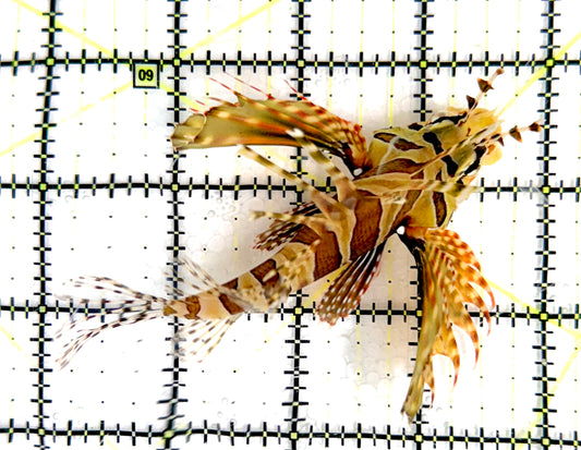 Dwarf Zebra Lionfish DZL070402 WYSIWYG Size: L 4" approx