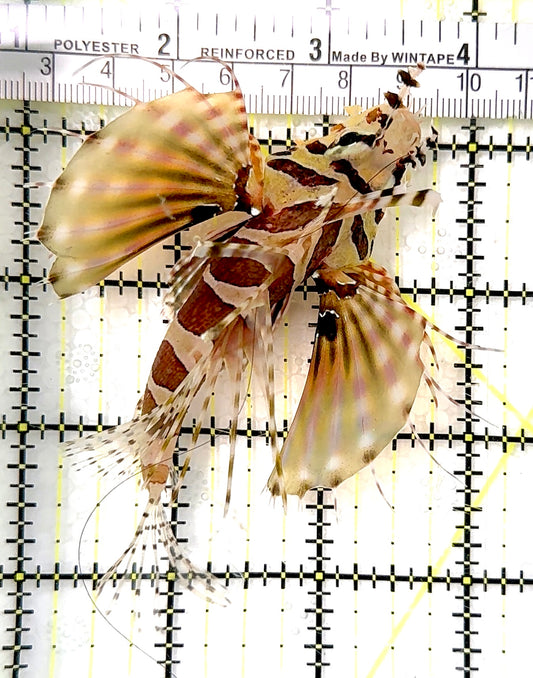 Dwarf Zebra Lionfish DZL070401 WYSIWYG Size: L 3.25" approx
