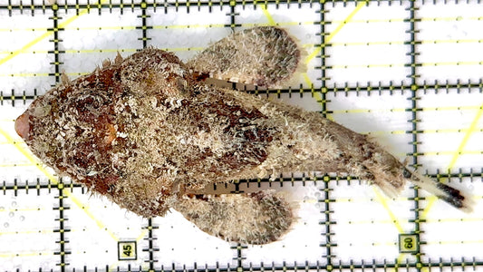 Snow White Stone Fish SWSF070403 WYSIWYG Size: XL 5" approx