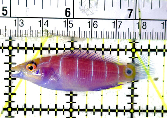 Mystery Wrasse MW070401 WYSIWYG Size: L 2.5" approx