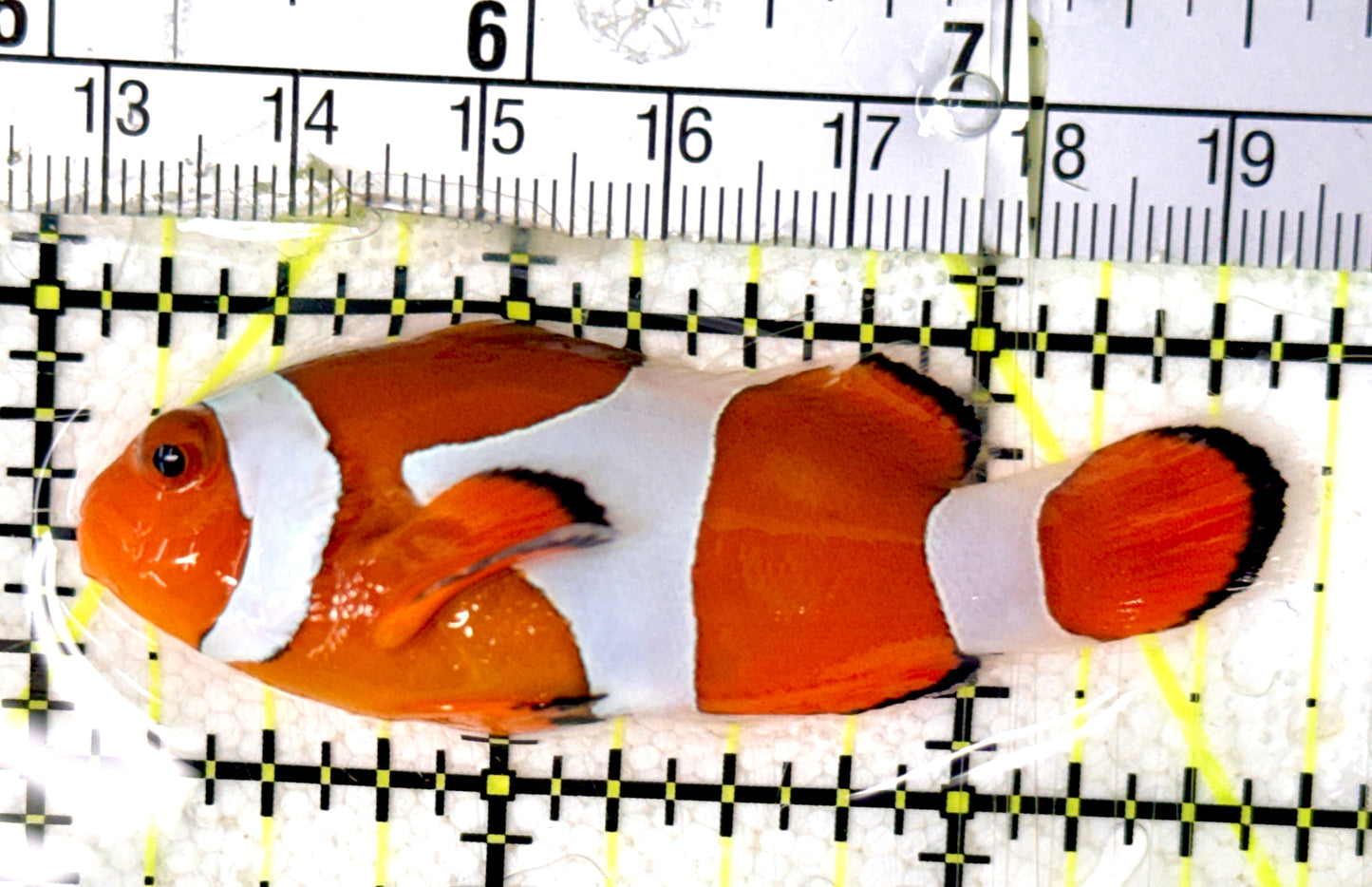 True Percula Clownfish TPC070401 WYSIWYG Size: M 2.75"