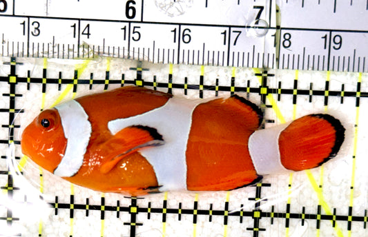 True Percula Clownfish TPC070401 WYSIWYG Size: M 2.75"