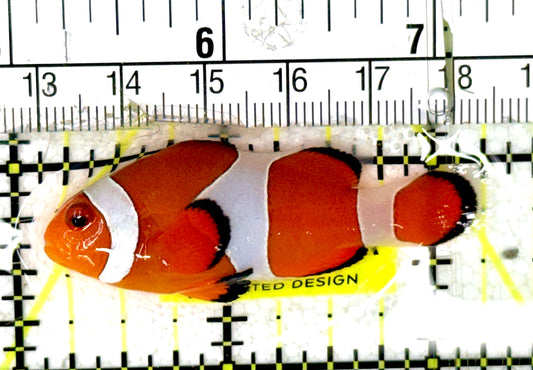 True Percula Clownfish TPC070403 WYSIWYG Size: M 2.25"